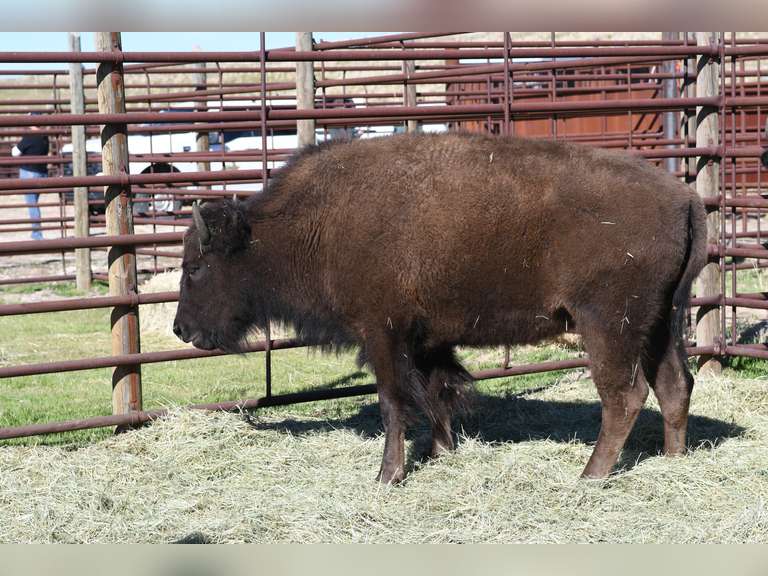OCV YEARLING HEIFERS - GATE CUT AT LOADOUT