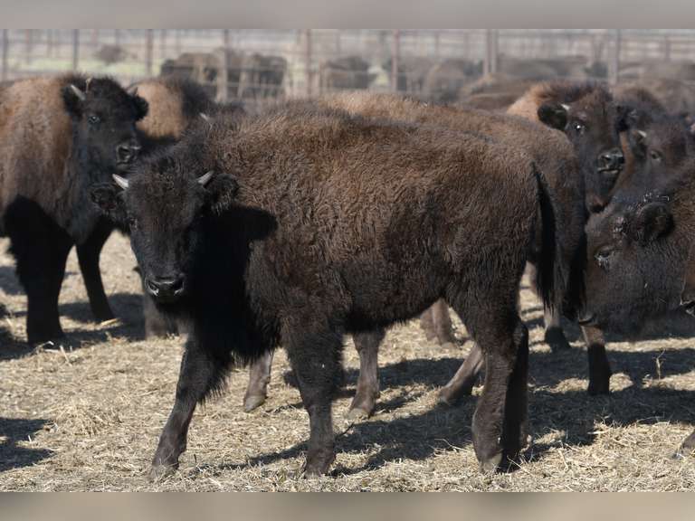HEIFER CALVES - GATE CUT AT LOADOUT