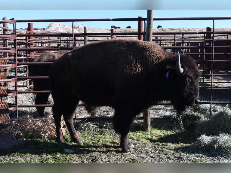 TAG 297 - TWO YEAR OLD BULLS - CHOICE IN LOT