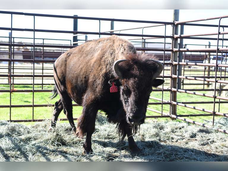 OCV MATURE OPEN COWS - GATE CUT AT LOADOUT
