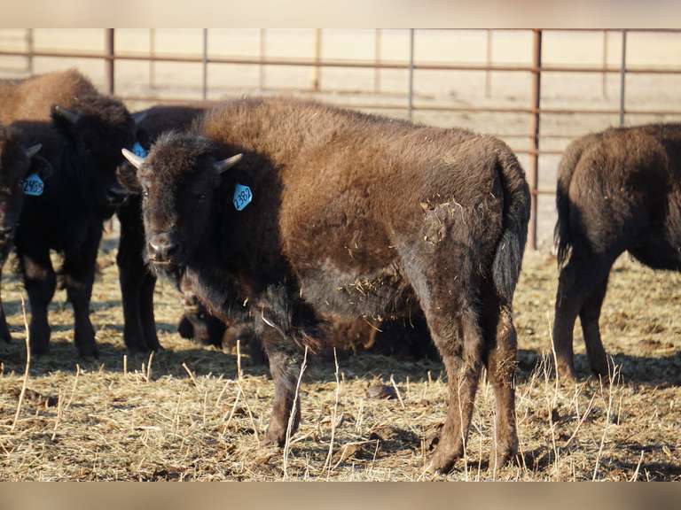BULL CALVES - GATE CUT AT LOADOUT