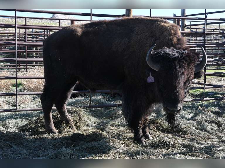 TAG 237 - TWO YEAR OLD BULLS - CHOICE IN LOT