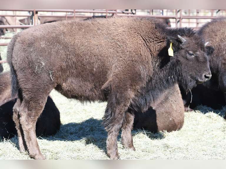 BULL CALVES - GATE CUT AT LOADOUT