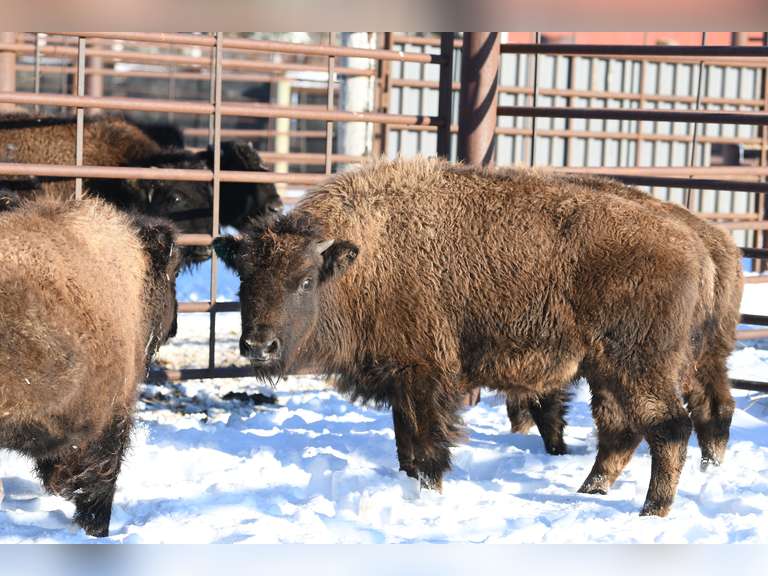 OCV MEDIUM HEIFER CALVES - ALL IN LOT TO GO