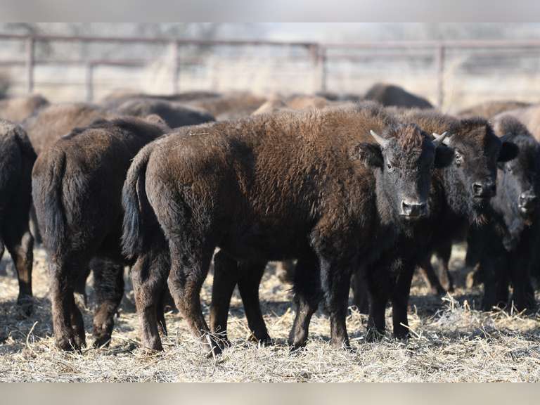 BULL CALVES - GATE CUT AT LOADOUT