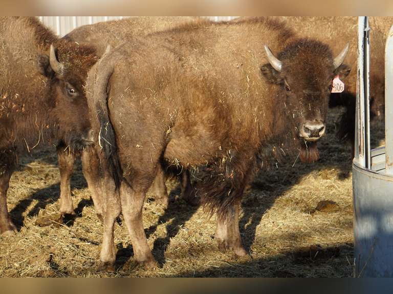 YEARLING HEIFERS - GATE CUT AT LOADOUT