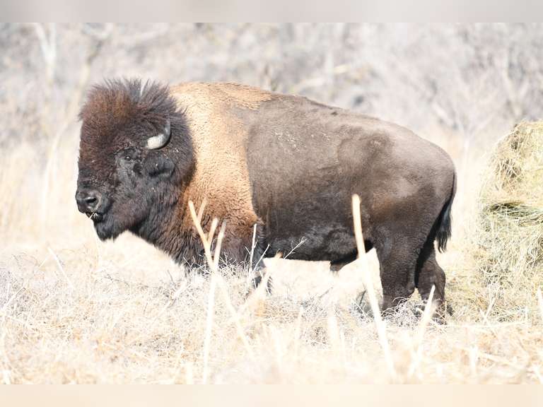 MATURE BULL - (NO EAR TAG)