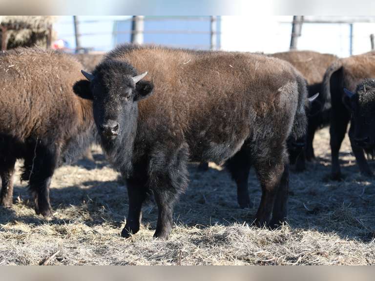 BULL CALVES - GATE CUT AT LOADOUT