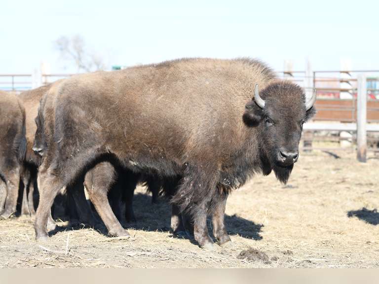 YEARLING HEIFERS - GATE CUT AT LOADOUT