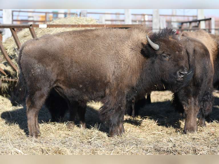 YEARLING BULLS - GATE CUT AT LOADOUT