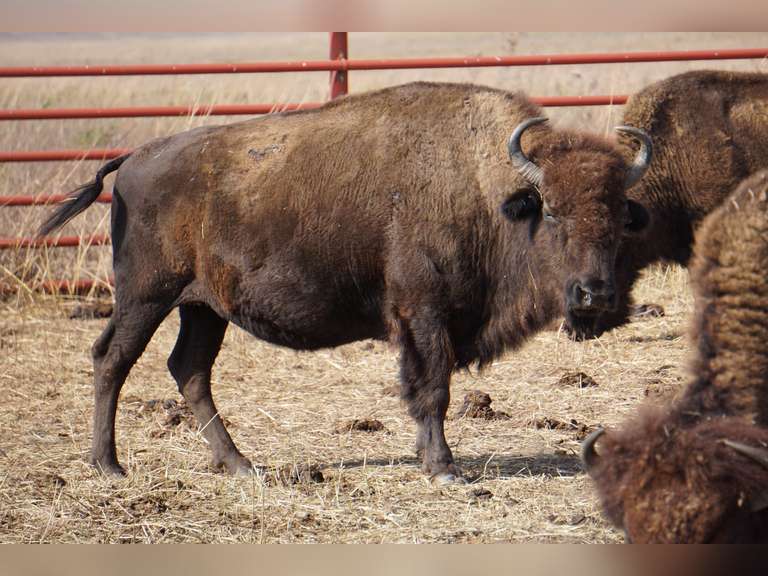 MATURE EXPOSED (10 yrs to 12 yrs) OLD OCV COWS - GATE CUT AT LOADOUT