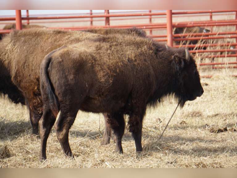 OCV YEARLING HEIFERS - GATE CUT AT LOADOUT