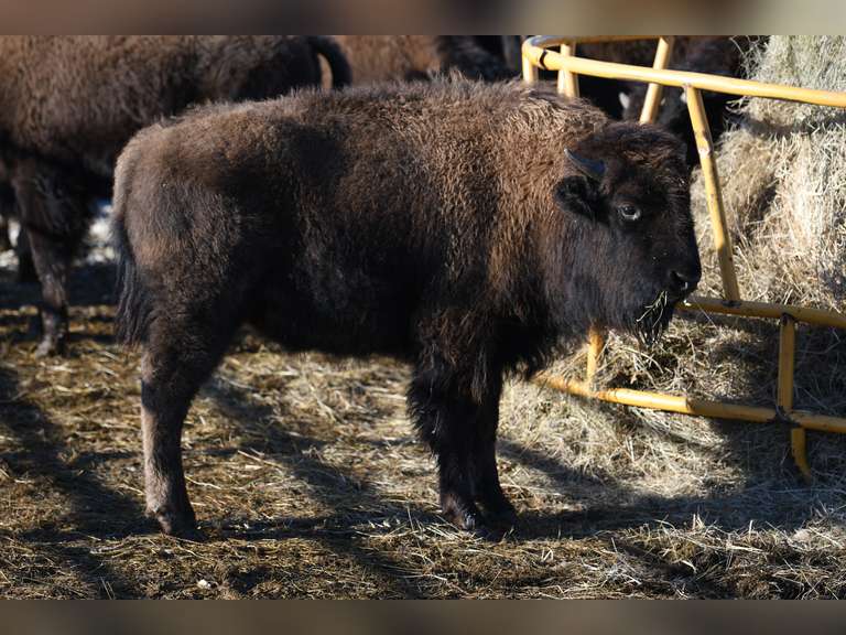 HEAVY BULL CALVES - GATE CUT AT LOADOUT