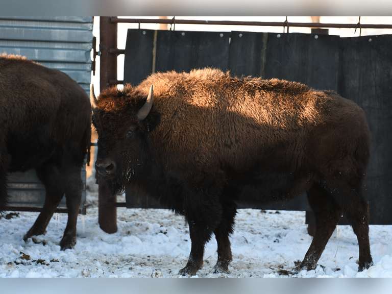 YEARLING BULLS - ALL IN LOT TO GO