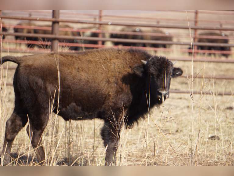 BULL CALVES - GATE CUT AT LOADOUT