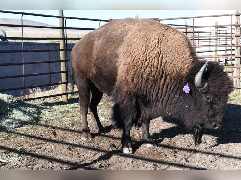 TAG 240 - TWO YEAR OLD BULLS - CHOICE IN LOT