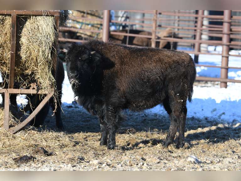 OCV HEAVY HEIFER CALVES - GATE CUT AT LOADOUT