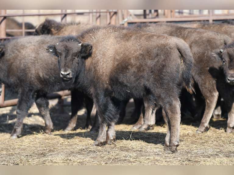 LIGHT HEIFER CALVES - GATE CUT AT LOADOUT