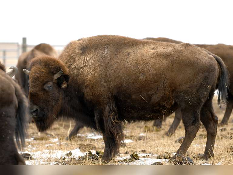 MATURE BRED OCV COWS - GATE CUT AT LOADOUT
