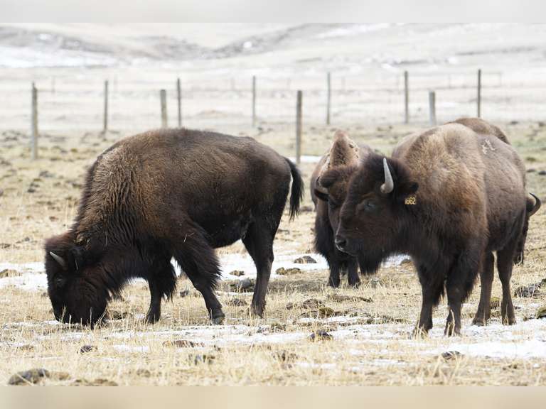 YOUNG BRED OCV COWS - ALL IN LOT TO GO