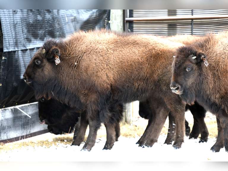 MEDIUM OCV HEIFER CALVES - GATE CUT AT LOADOUT