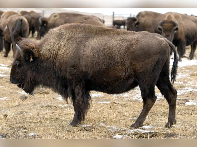 MATURE OPEN OCV COWS - GATE CUT AT LOADOUT