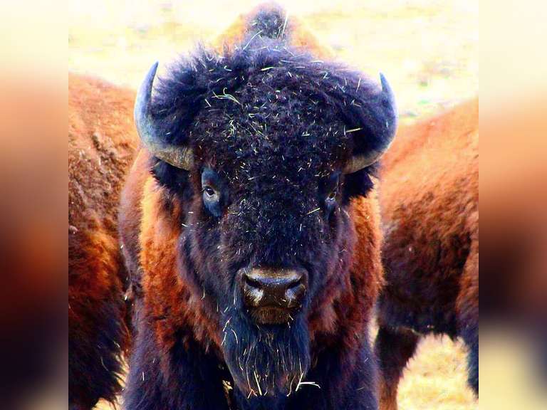 RAFFERTY BISON WEBCAST AUCTION