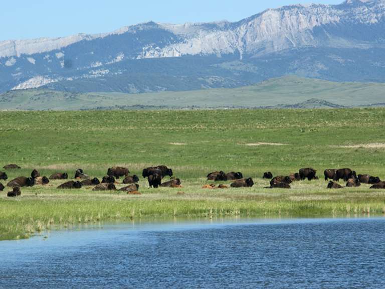 Deep Creek Ranch Webcast Auction