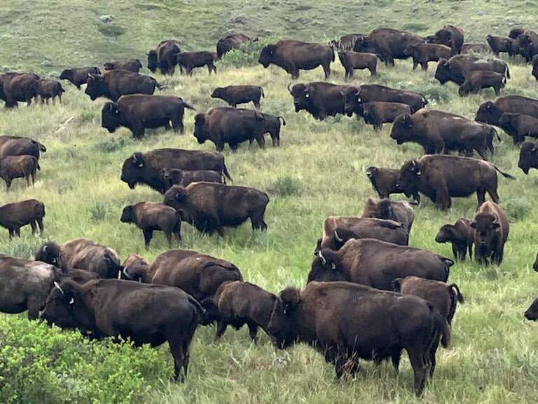 Quarter Circle Y Co. Webcast Production Auction