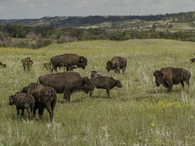 Niobrara Valley Preserve Annual Production Webcast Auction