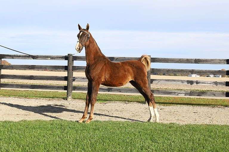 Perfection Reflection