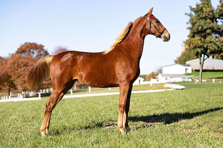 Capitol's Charming Lady