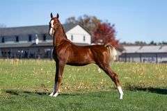 Creekside's Pure Gold