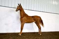 Ridgeview`s Born For Glamour